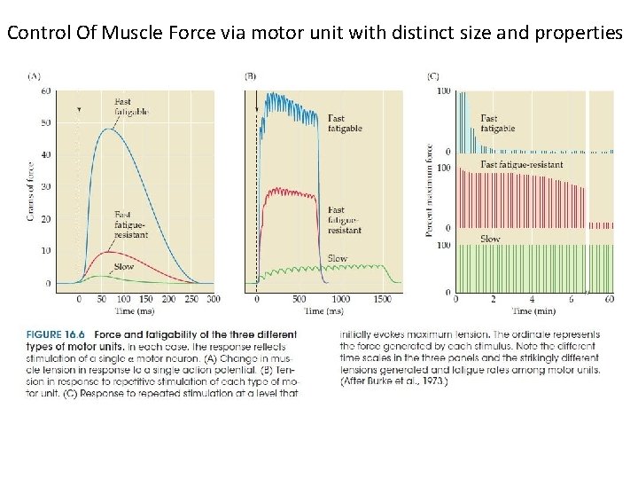 Control Of Muscle Force via motor unit with distinct size and properties 