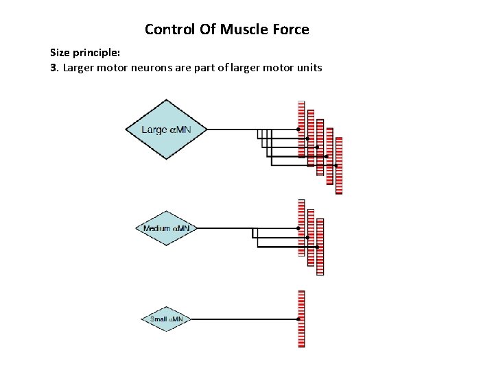 Control Of Muscle Force Size principle: 3. Larger motor neurons are part of larger