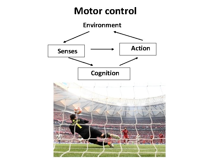 Motor control Environment Action Senses Cognition 