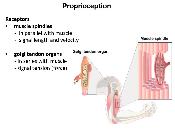 Proprioception Receptors • muscle spindles - in parallel with muscle - signal length and