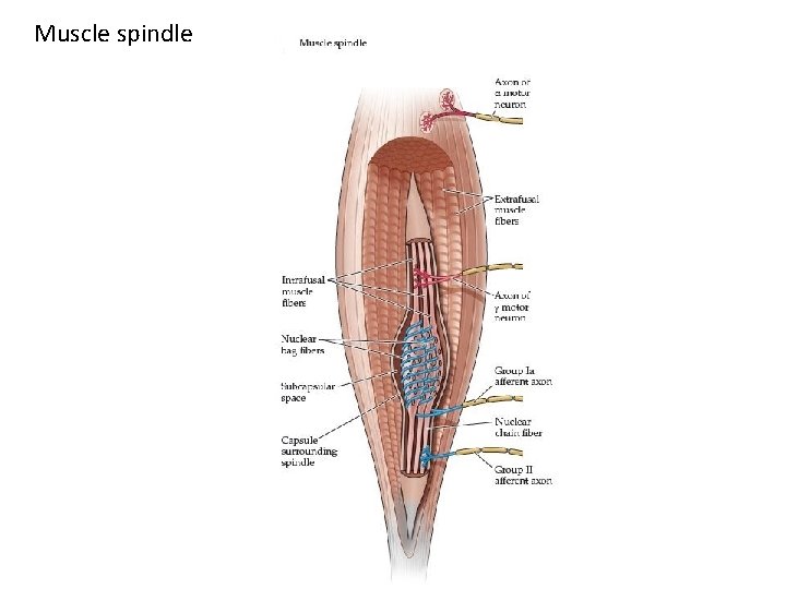 Muscle spindle 