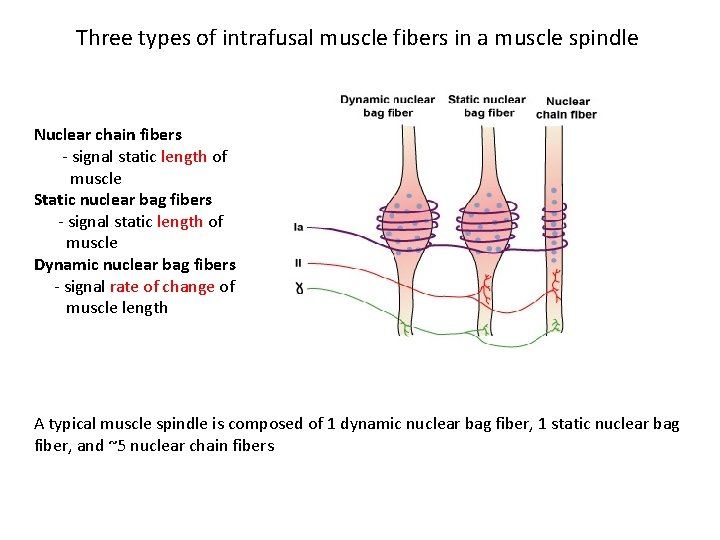 Three types of intrafusal muscle fibers in a muscle spindle Nuclear chain fibers -