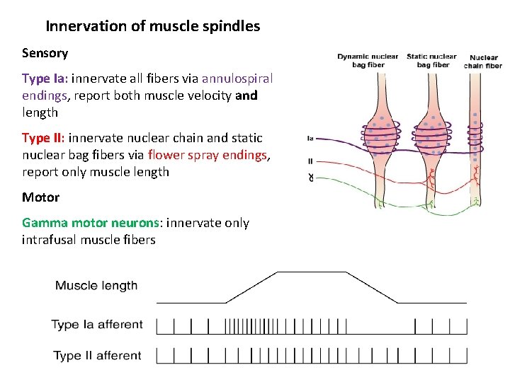 Innervation of muscle spindles Sensory Type Ia: innervate all fibers via annulospiral endings, report