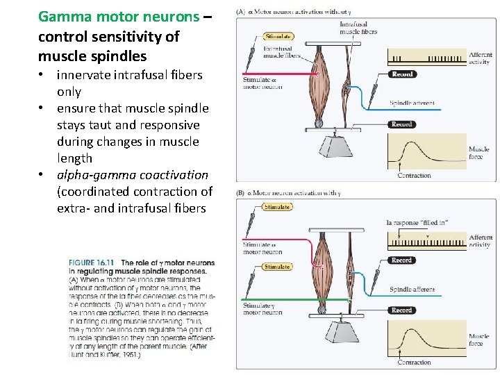 Gamma motor neurons – control sensitivity of muscle spindles • innervate intrafusal fibers only