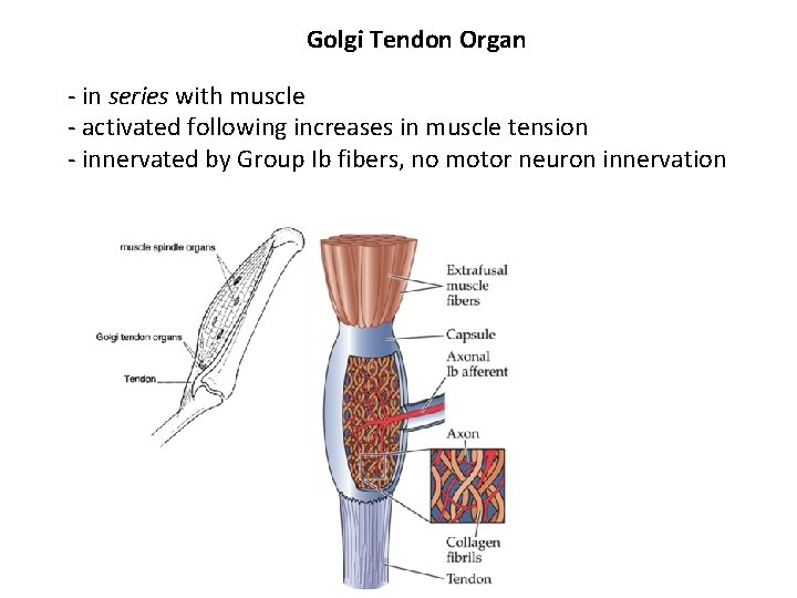 Golgi Tendon Organ - in series with muscle - activated following increases in muscle