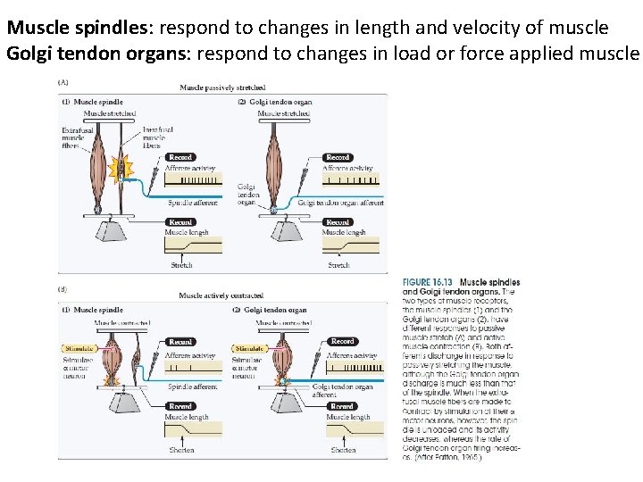 Muscle spindles: respond to changes in length and velocity of muscle Golgi tendon organs: