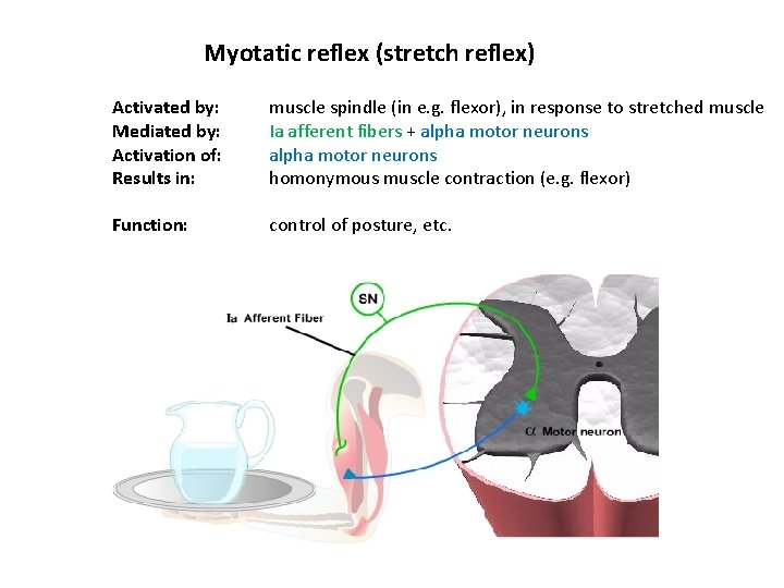 Myotatic reflex (stretch reflex) Activated by: Mediated by: Activation of: Results in: muscle spindle