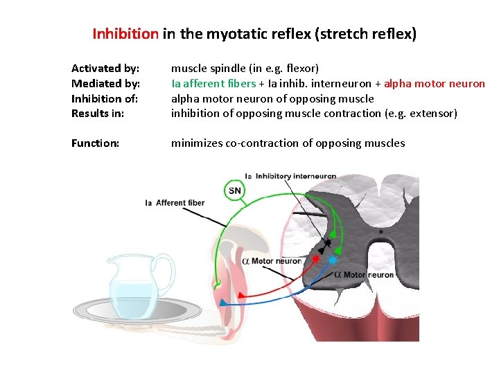 Inhibition in the myotatic reflex (stretch reflex) Activated by: Mediated by: Inhibition of: Results