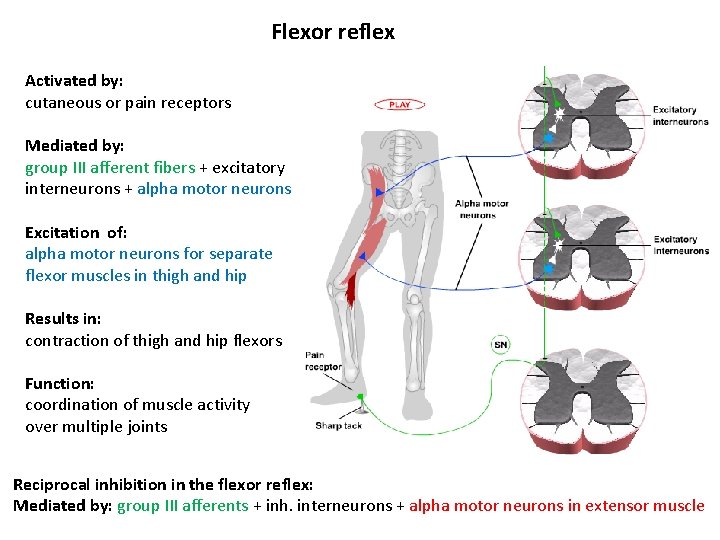 Flexor reflex Activated by: cutaneous or pain receptors Mediated by: group III afferent fibers