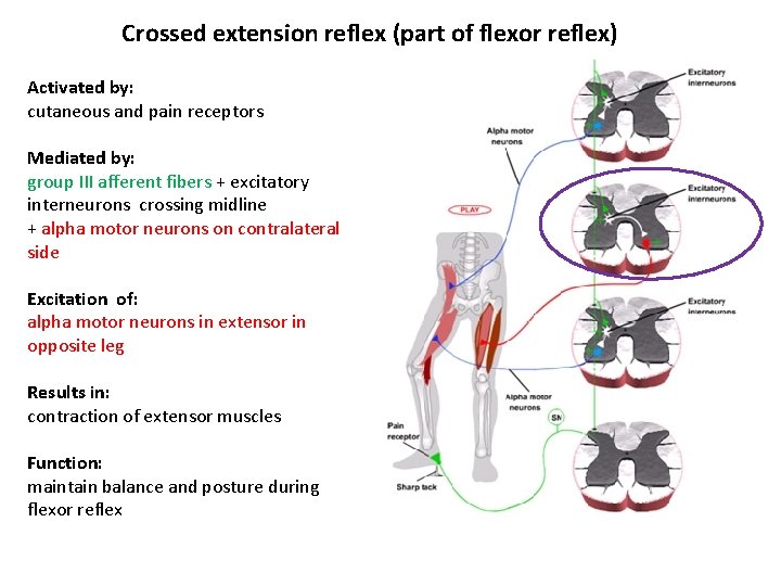 Crossed extension reflex (part of flexor reflex) Activated by: cutaneous and pain receptors Mediated