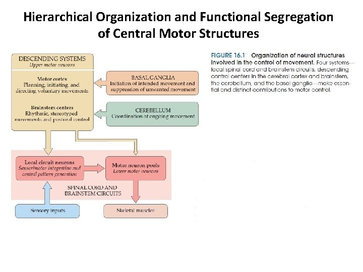 Hierarchical Organization and Functional Segregation of Central Motor Structures 