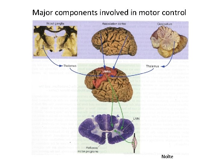 Major components involved in motor control Nolte 