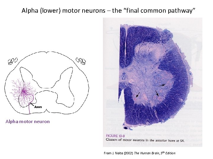 Alpha (lower) motor neurons – the “final common pathway” Alpha motor neuron From J.