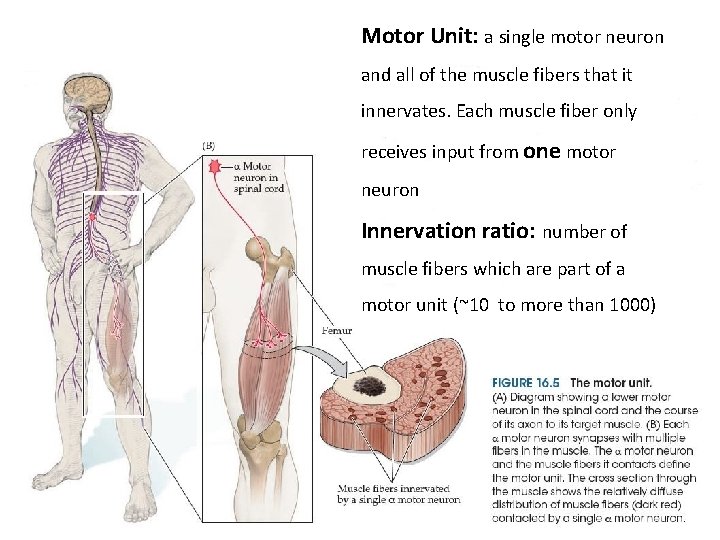 Motor Unit: a single motor neuron and all of the muscle fibers that it