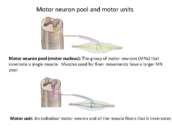 Motor neuron pool and motor units Motor neuron pool (motor nucleus): The group of