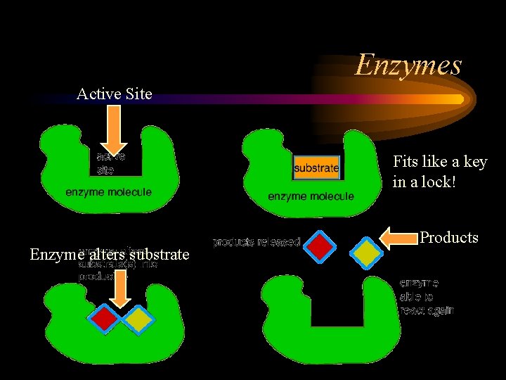 Enzymes Active Site Fits like a key in a lock! Enzyme alters substrate Products