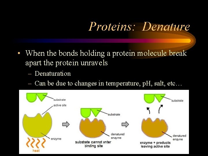 Proteins: Denature • When the bonds holding a protein molecule break apart the protein