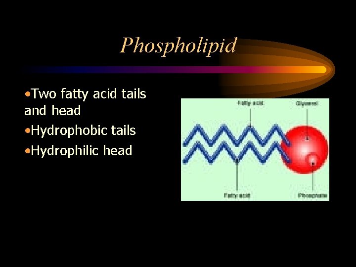 Phospholipid • Two fatty acid tails and head • Hydrophobic tails • Hydrophilic head