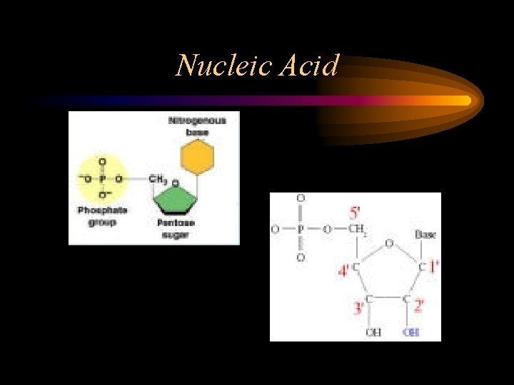Nucleic Acid 