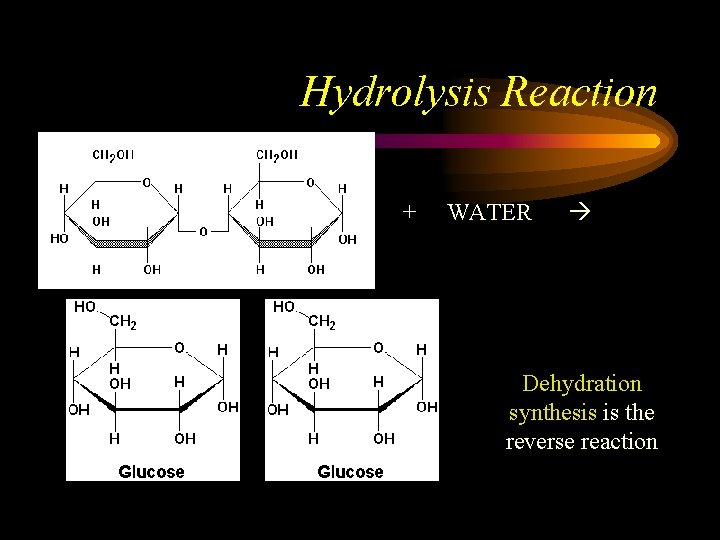 Hydrolysis Reaction + + WATER Dehydration synthesis is the reverse reaction 