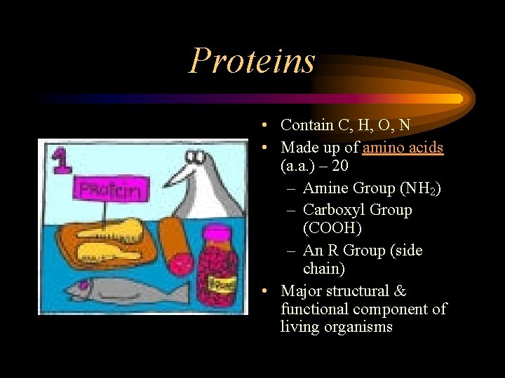 Proteins • Contain C, H, O, N • Made up of amino acids (a.