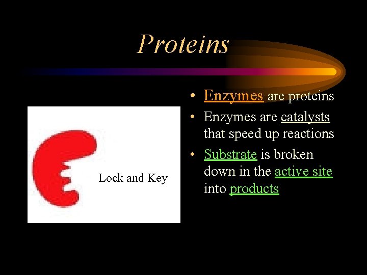 Proteins • Enzymes are proteins Lock and Key • Enzymes are catalysts that speed