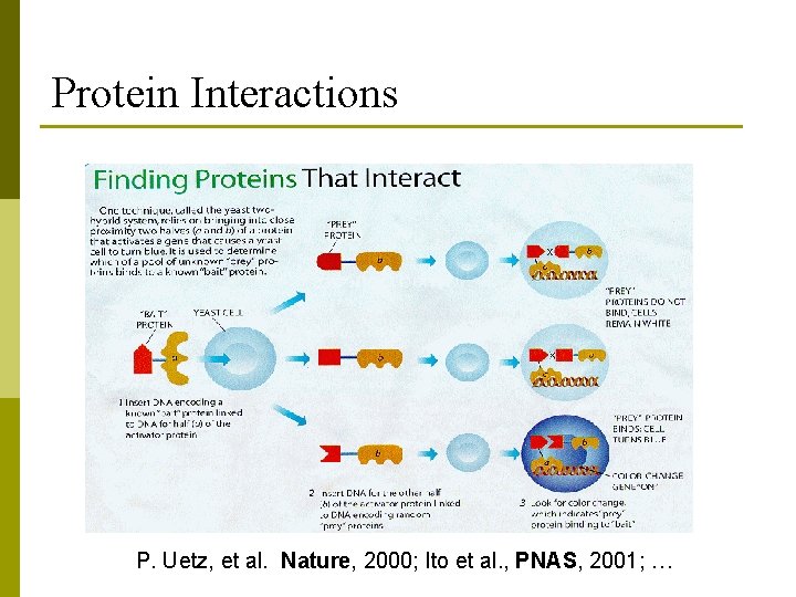 Protein Interactions P. Uetz, et al. Nature, 2000; Ito et al. , PNAS, 2001;