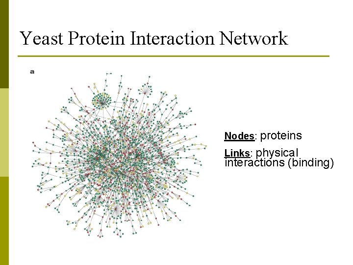 Yeast Protein Interaction Network Nodes: proteins Links: physical interactions (binding) 