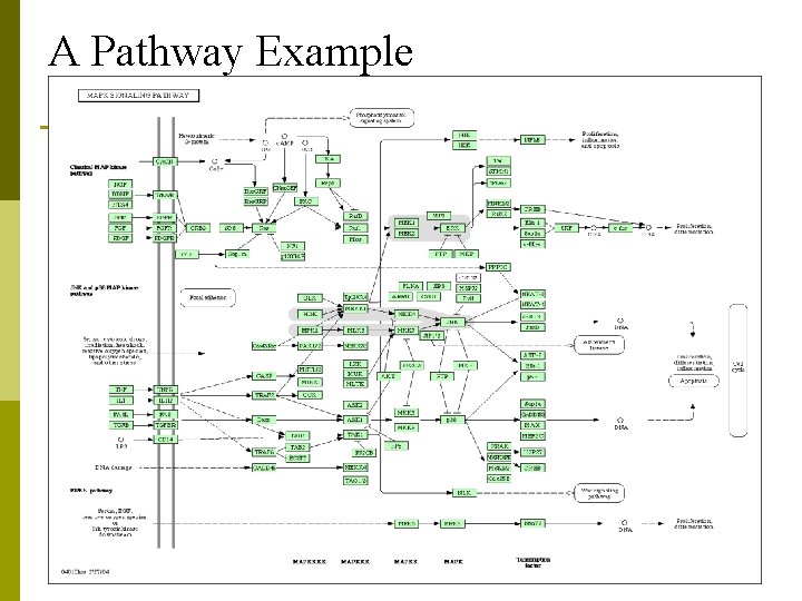 A Pathway Example 