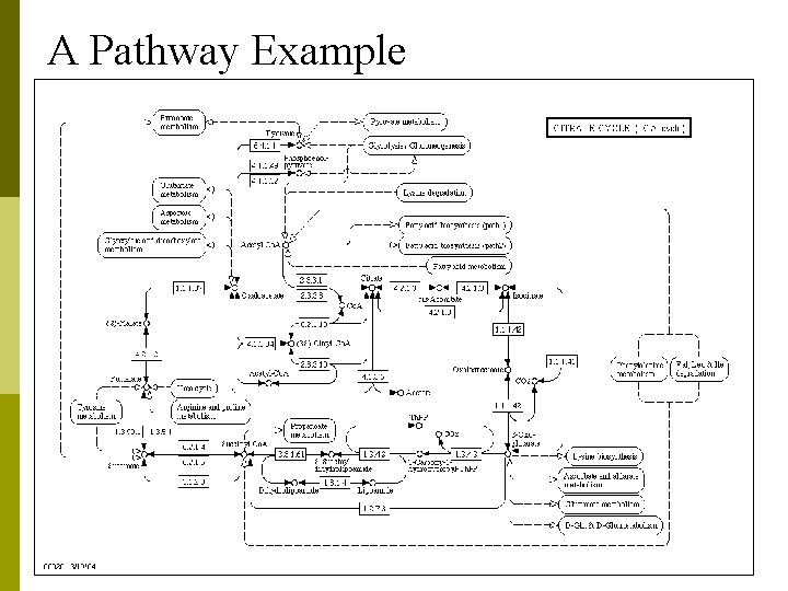 A Pathway Example 