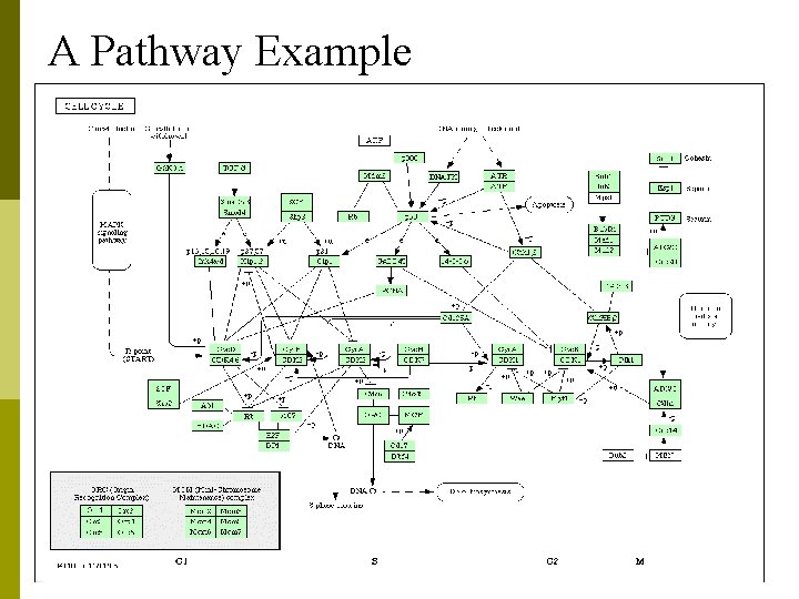 A Pathway Example 