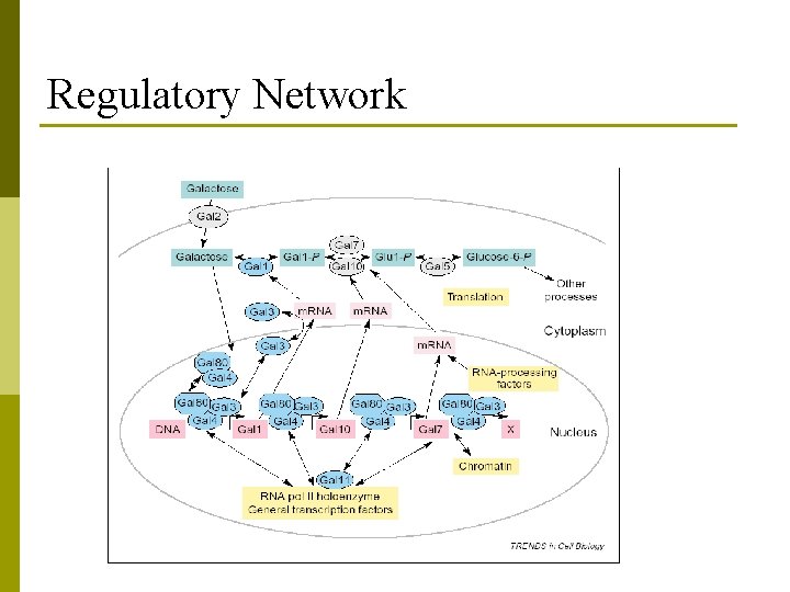 Regulatory Network 