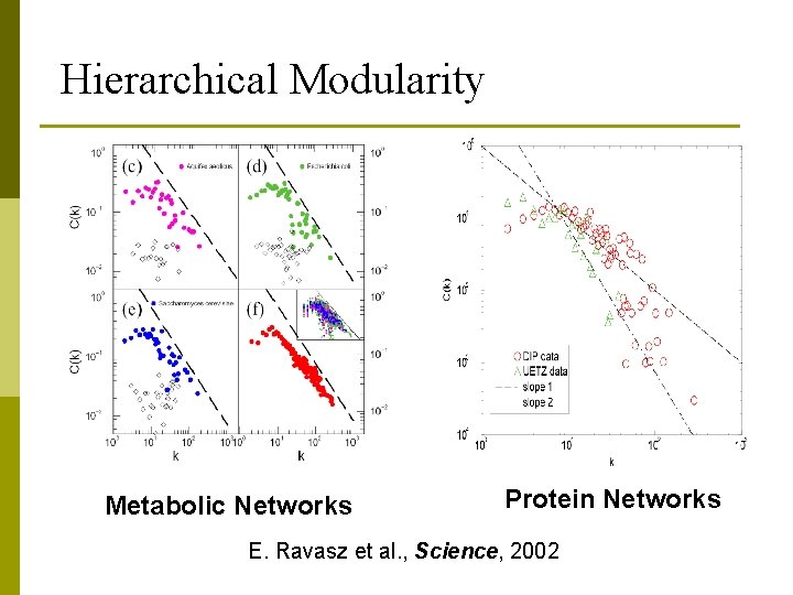 Hierarchical Modularity Metabolic Networks Protein Networks E. Ravasz et al. , Science, 2002 