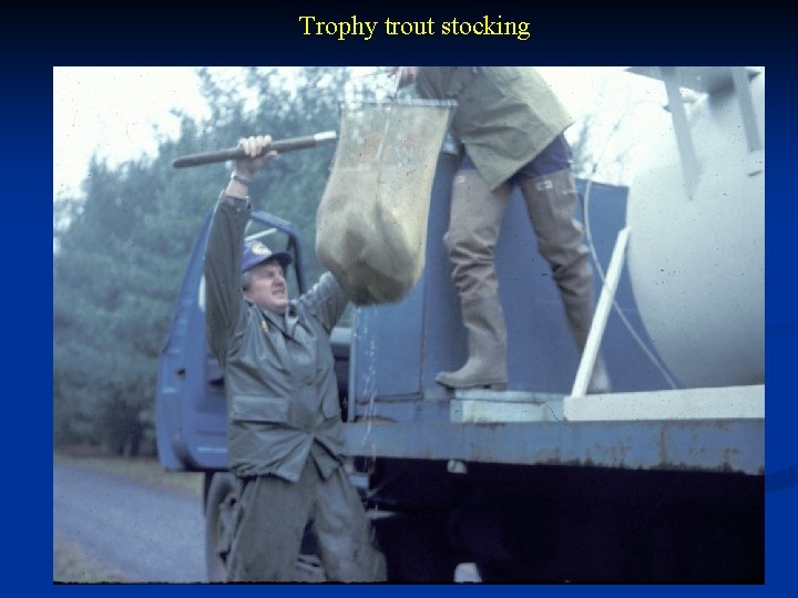 Trophy trout stocking 