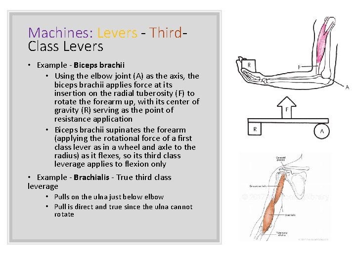 Machines: Levers - Third. Class Levers • Example - Biceps brachii • Using the