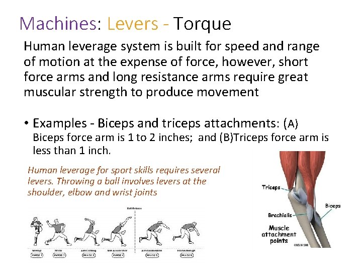 Machines: Levers - Torque Human leverage system is built for speed and range of