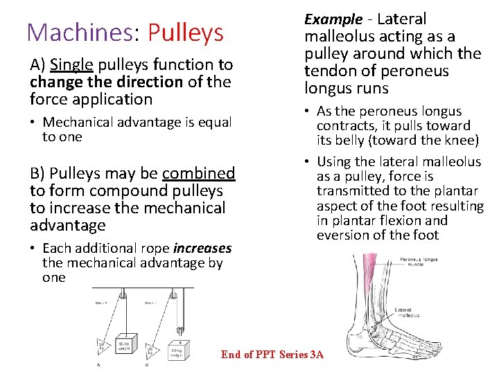 Machines: Pulleys A) Single pulleys function to change the direction of the force application