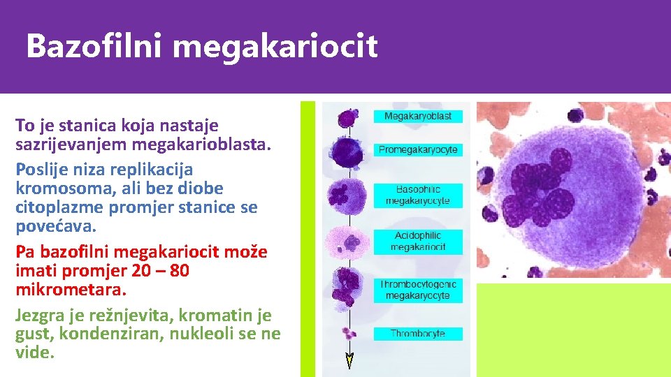 Bazofilni megakariocit To je stanica koja nastaje sazrijevanjem megakarioblasta. Poslije niza replikacija kromosoma, ali