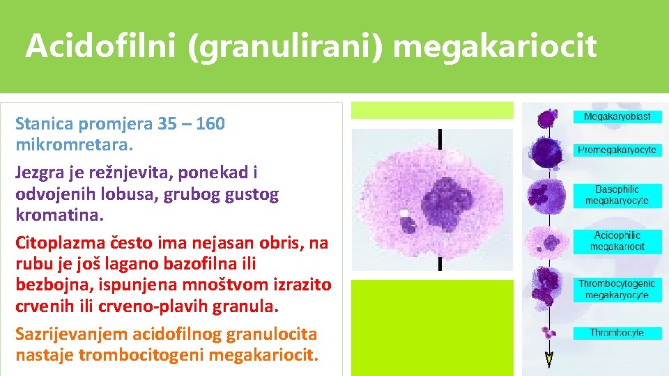 Acidofilni (granulirani) megakariocit Stanica promjera 35 – 160 mikromretara. Jezgra je režnjevita, ponekad i