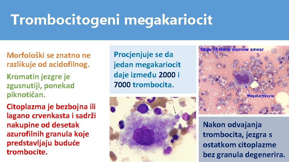 Trombocitogeni megakariocit Morfološki se znatno ne razlikuje od acidofilnog. Kromatin jezgre je zgusnutiji, ponekad