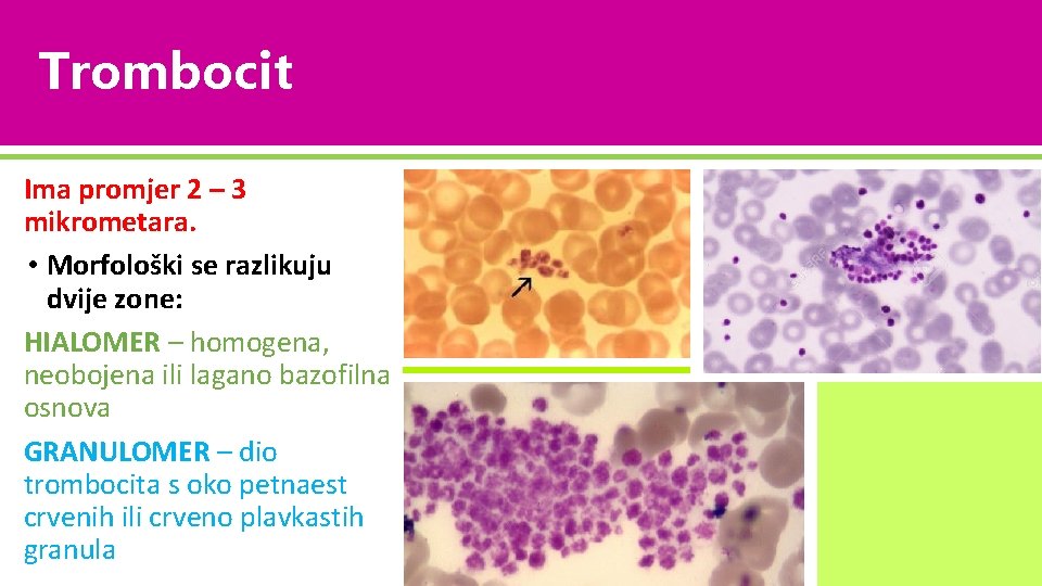 Trombocit Ima promjer 2 – 3 mikrometara. • Morfološki se razlikuju dvije zone: HIALOMER