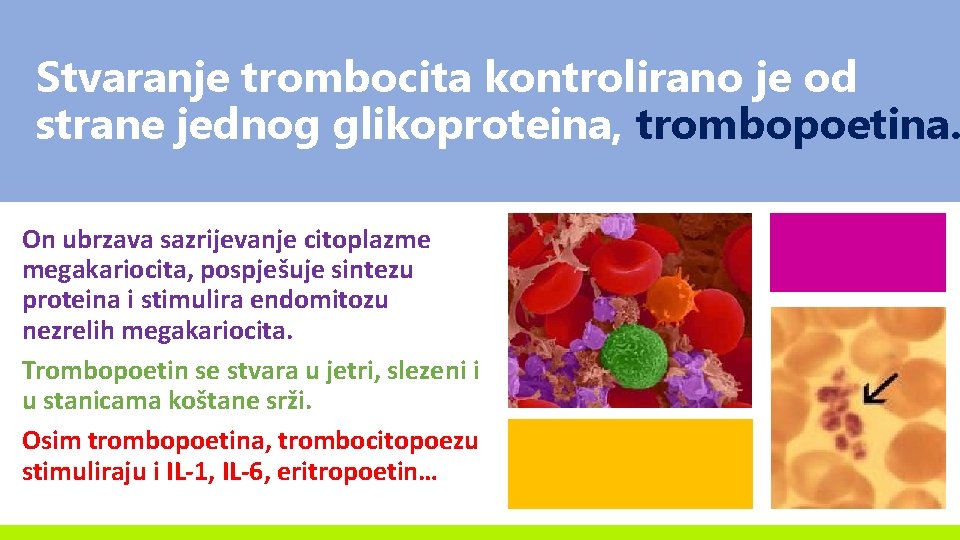 Stvaranje trombocita kontrolirano je od strane jednog glikoproteina, trombopoetina. On ubrzava sazrijevanje citoplazme megakariocita,