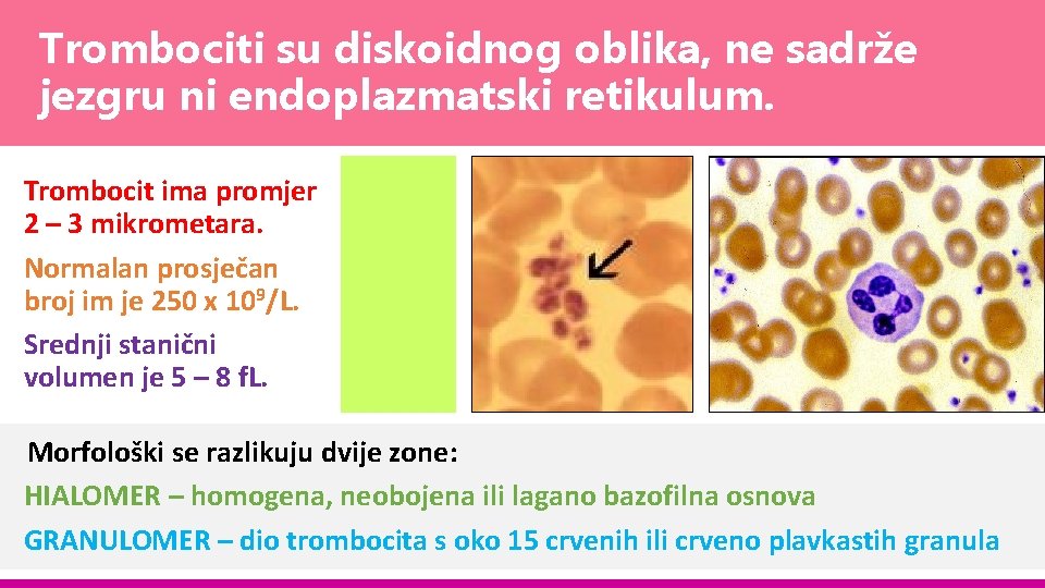 Trombociti su diskoidnog oblika, ne sadrže jezgru ni endoplazmatski retikulum. Trombocit ima promjer 2