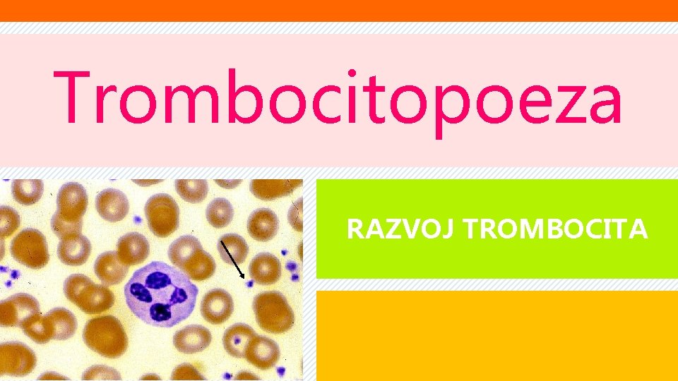 Trombocitopoeza RAZVOJ TROMBOCITA 