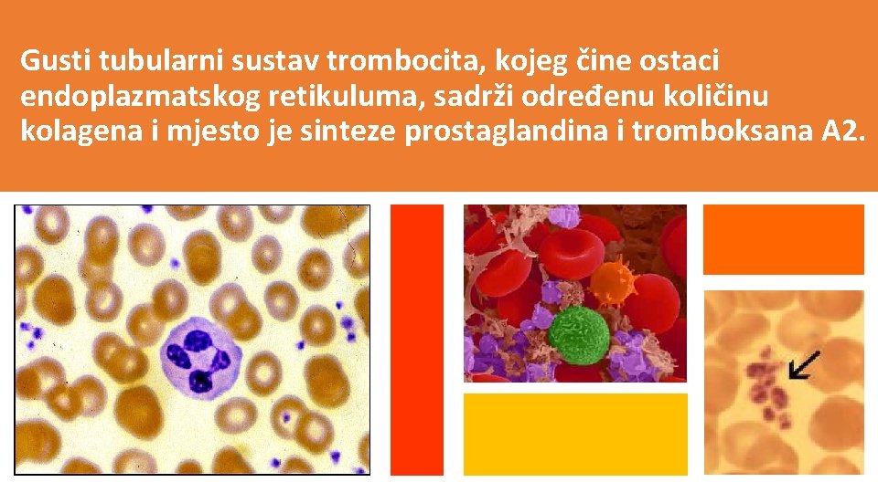 Gusti tubularni sustav trombocita, kojeg čine ostaci endoplazmatskog retikuluma, sadrži određenu količinu kolagena i