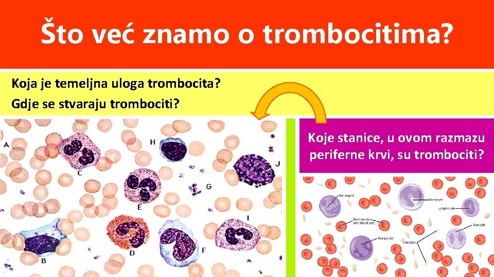 Što već znamo o trombocitima? Koja je temeljna uloga trombocita? Gdje se stvaraju trombociti?