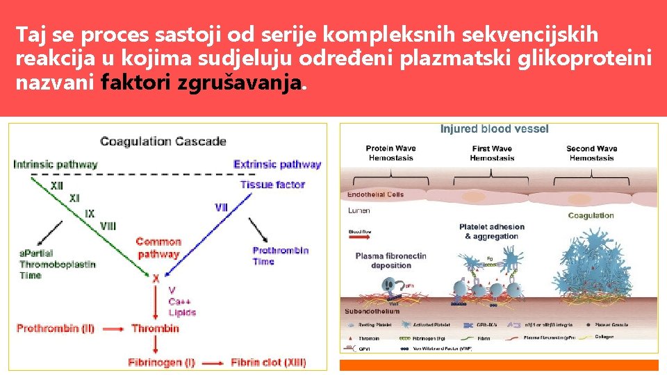 Taj se proces sastoji od serije kompleksnih sekvencijskih reakcija u kojima sudjeluju određeni plazmatski