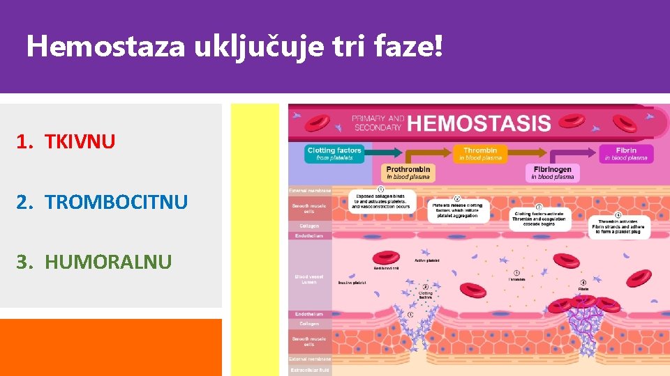 Hemostaza uključuje tri faze! 1. TKIVNU 2. TROMBOCITNU 3. HUMORALNU 