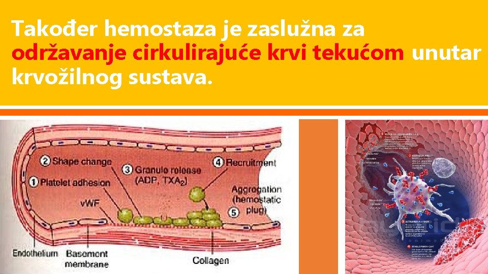 Također hemostaza je zaslužna za održavanje cirkulirajuće krvi tekućom unutar krvožilnog sustava. 