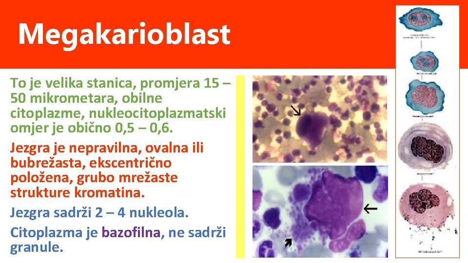Megakarioblast To je velika stanica, promjera 15 – 50 mikrometara, obilne citoplazme, nukleocitoplazmatski omjer